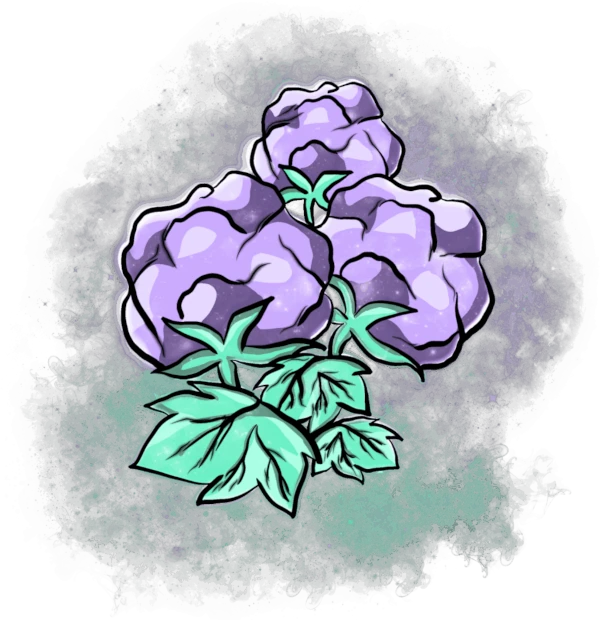 narosaki bio baumwoll icon